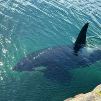 Orkney Wildlife